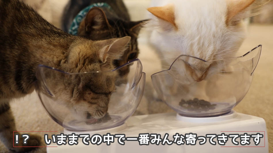猫たちも大興奮!グランツキャットフードの動画で徹底レビュー - ね